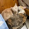 yellowcat5987