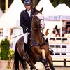 Sporthorses Mario Maintz