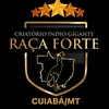ricardonogueiraig