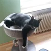 mylocat7
