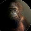 georgethemonke0