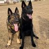 brewdogs_2