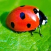 ladybug_85_