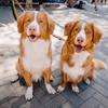 two.mountain.tollers