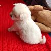 wangmo_00