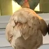 danatst