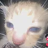 hellokitteoo