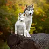 tedtoritigerhuskies