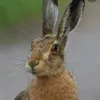 harelover61