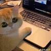 waynenguowo
