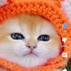 sweety10341
