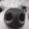 catalinarusso4