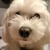 d0min0o1