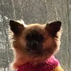 coco.the.puppy.pomchi