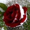 shala2592