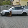 poloxaudi