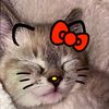 sillylittlehellokittyfan
