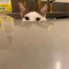 all.da.pets