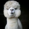 roaralpaca