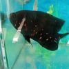 flowerhorn327