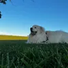 gdole09