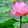 nguyencongvu_82