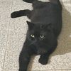 cobyxcatto