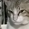 clxzyvv