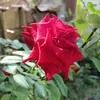 ibufarhan02