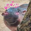 jhopesfuturewifey