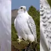 salimalshmmary.com
