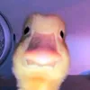 der_echteog