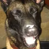 luckylemalinois