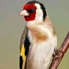 chardon491