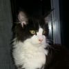rip_dabasscat