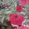 alialkinani369