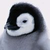 pinguinohd