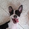 fercho_toska