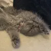 mowchithecat