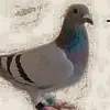 pigeonwee