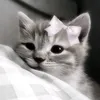رُوح