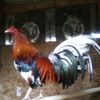 negrete_farm