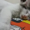 zyxqeee