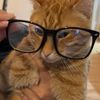 TheoTheTabby