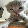 yashik.piva