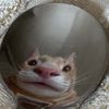 thespooncat23
