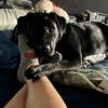 bean.and.their.dog