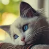 _tran_ngan_