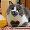 putsycat