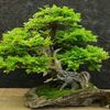 carboneromendiola